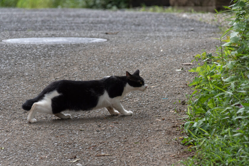 昭島市の猫