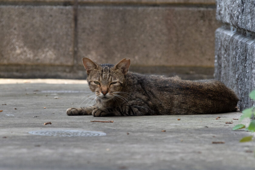 川崎市の猫