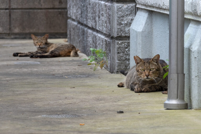 川崎市の猫