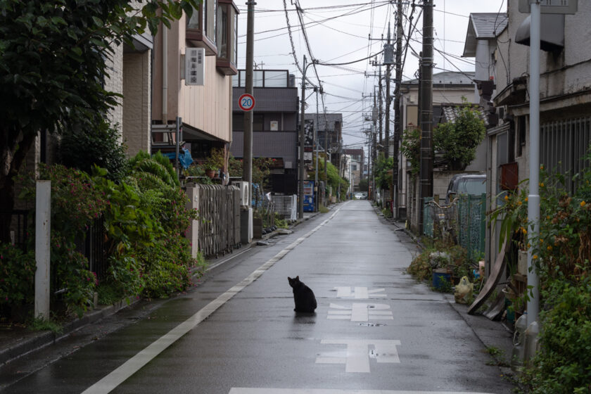 立川市の猫