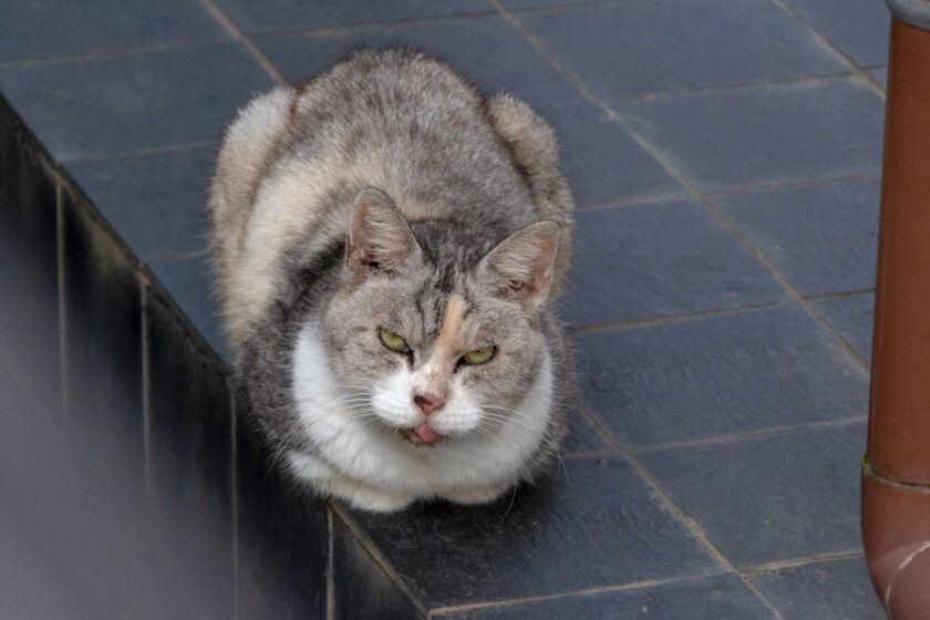 立川市の猫