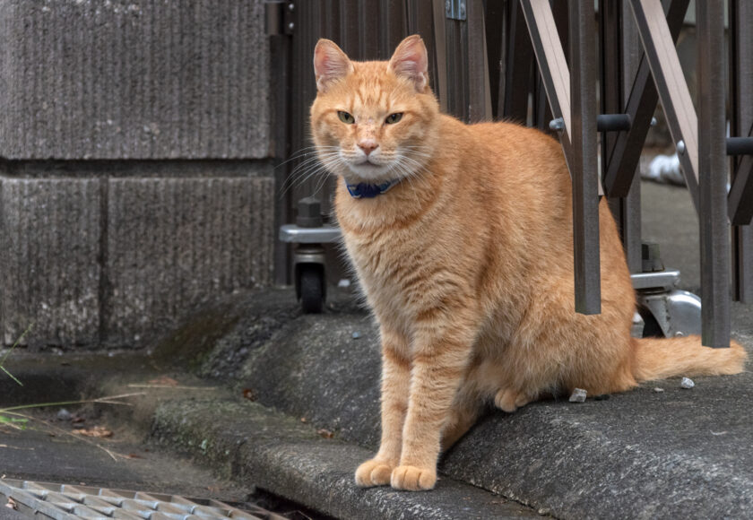 福生市の猫