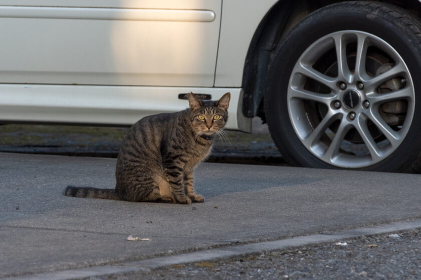 調布市の猫