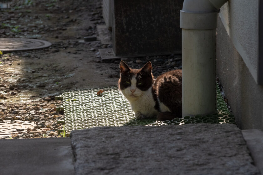 調布市の猫