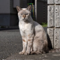 大阪市の猫