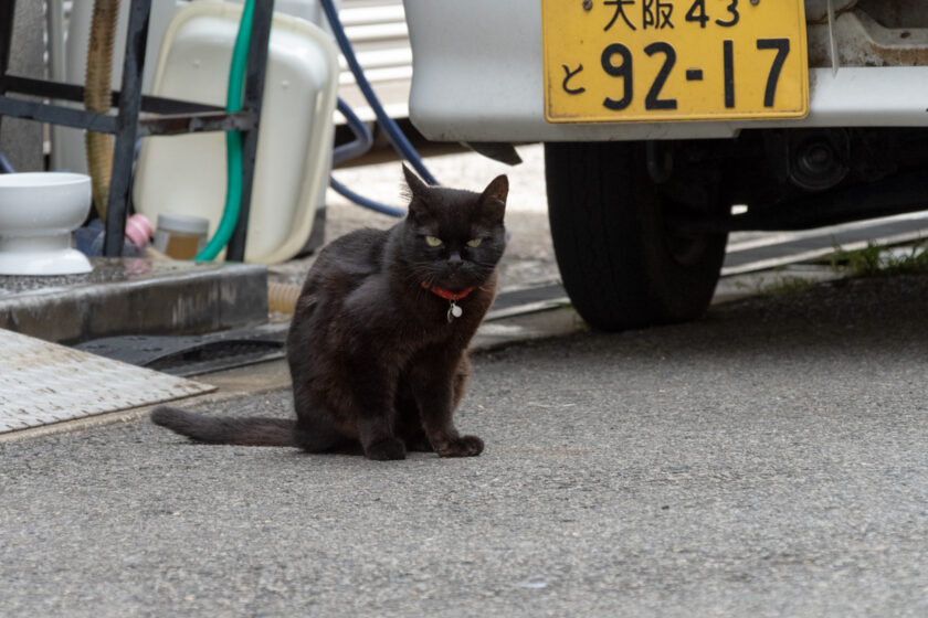 大阪市の猫