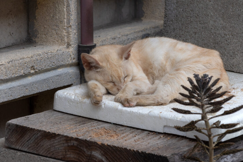 石垣市の猫