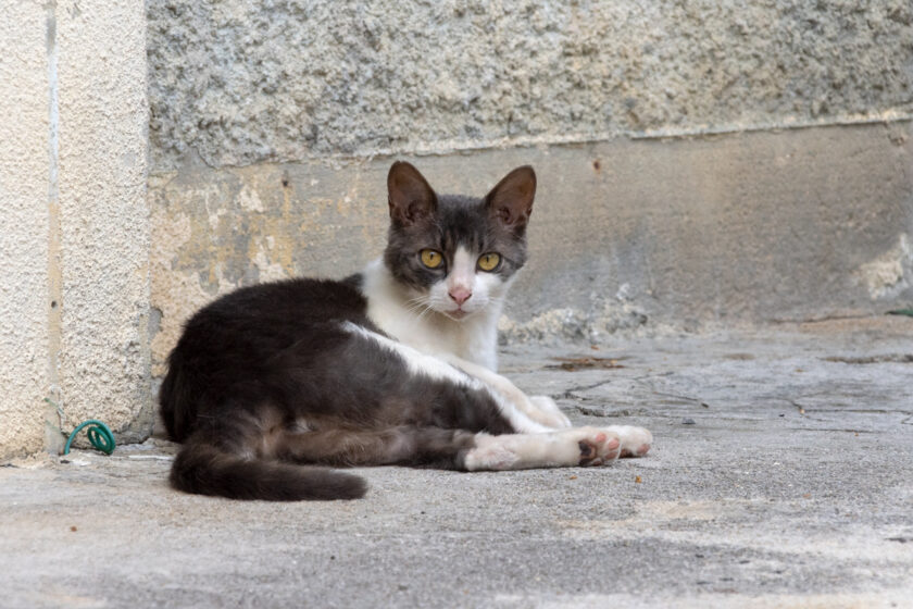 石垣市の猫