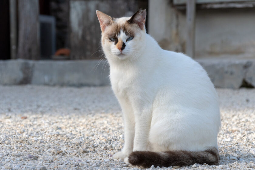 竹富町の猫