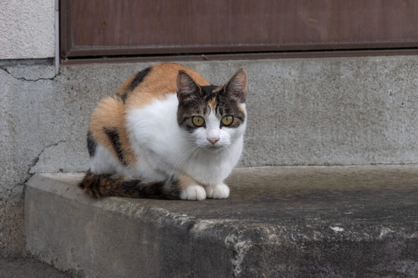 久慈市の猫