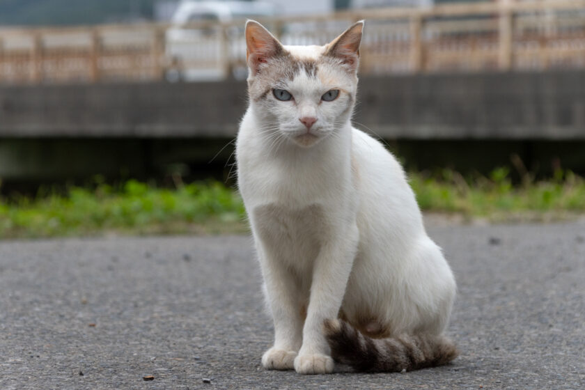 久慈市の猫