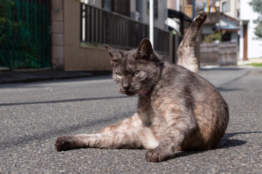 府中市の猫