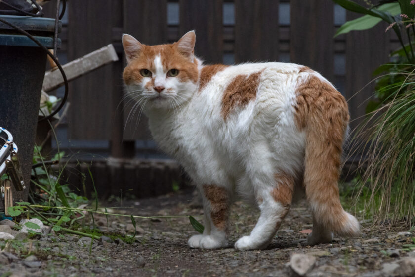 八王子市の猫