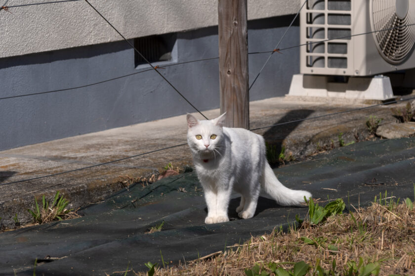 稲城市の猫