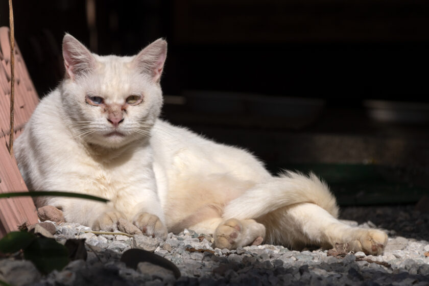 川崎市の猫