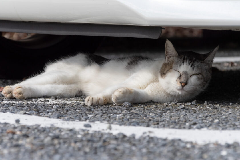 府中市の猫