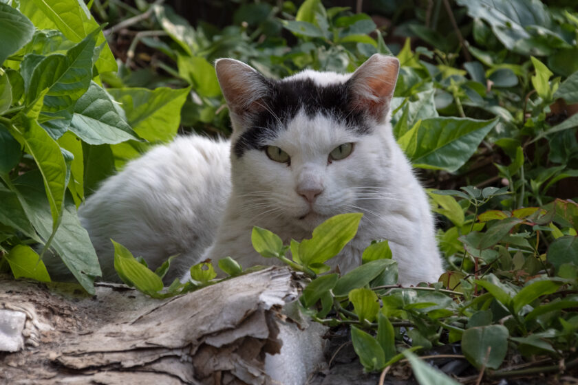 日野市の猫