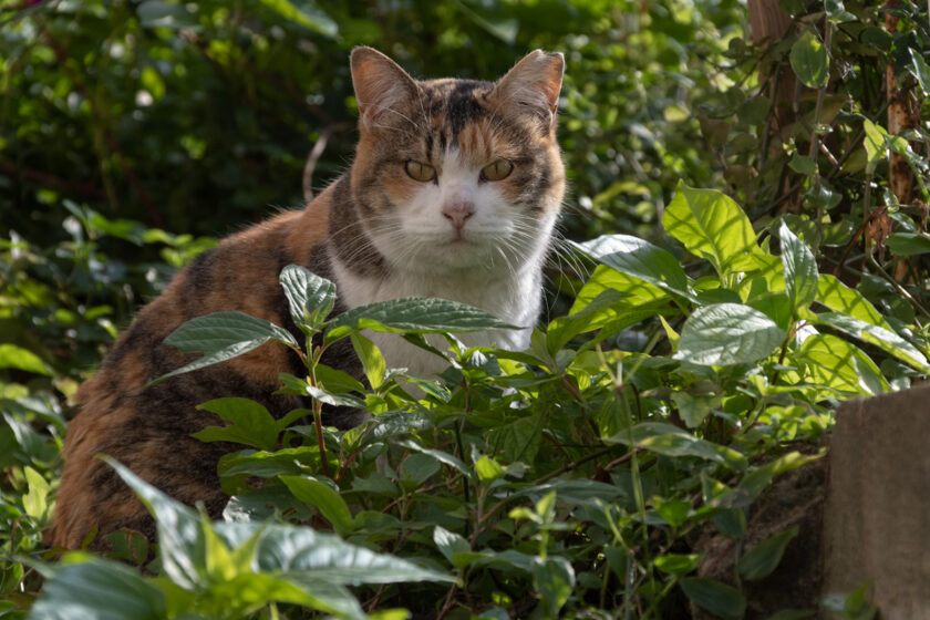 日野市の猫