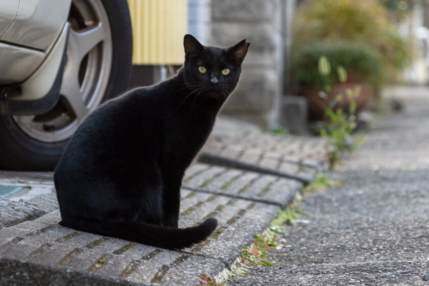 日野市の猫