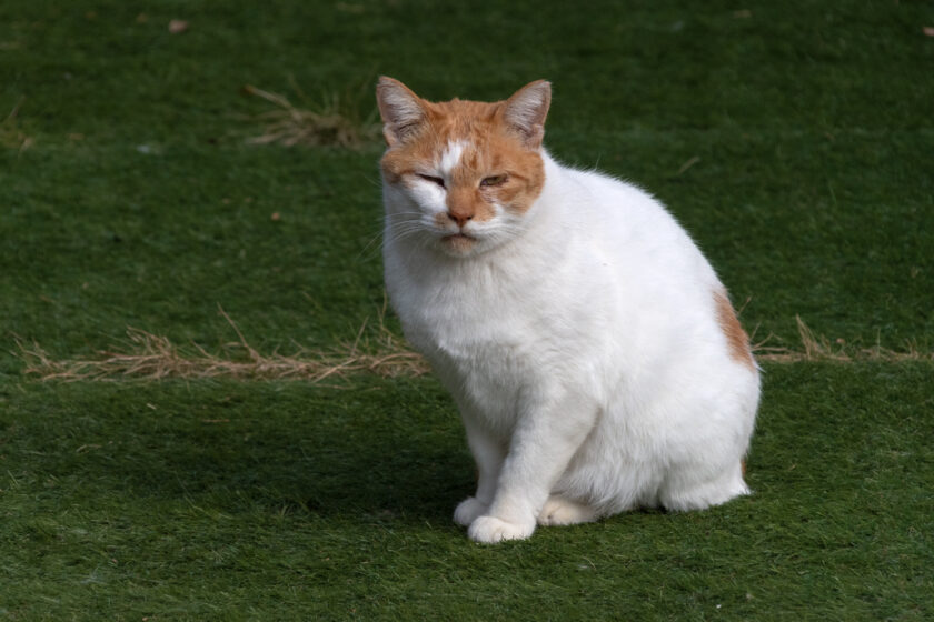 多摩市の猫