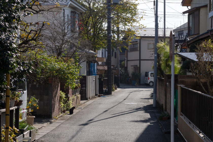 府中市の猫