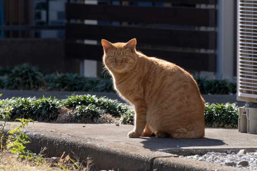 日野市の猫