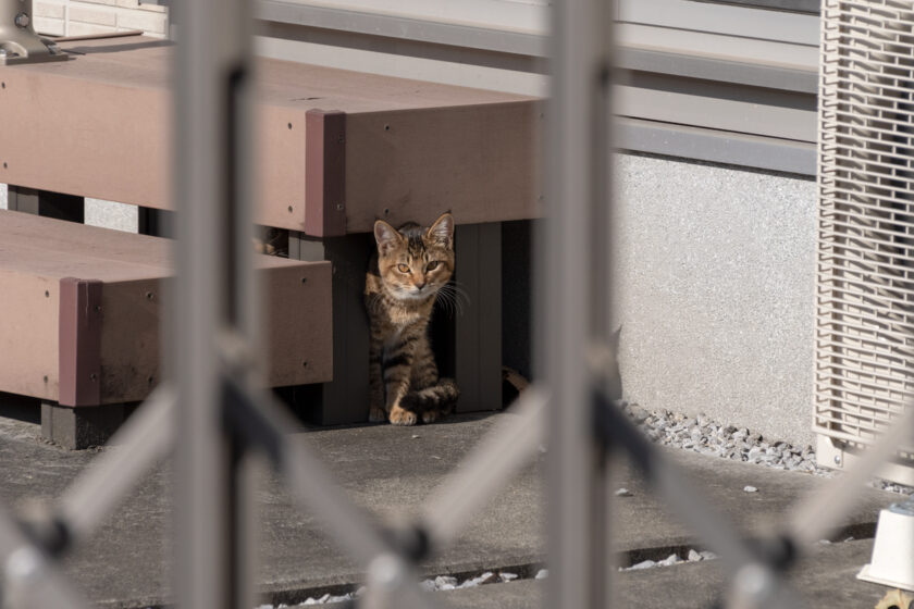 日野市の猫