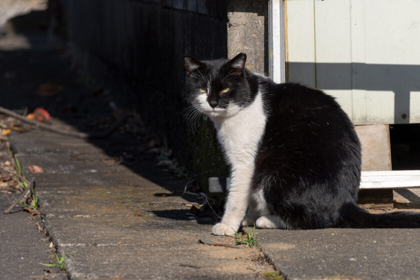 日野市の猫