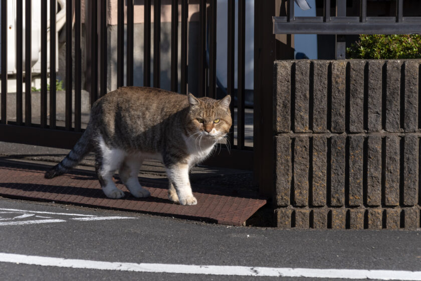 日野市の猫