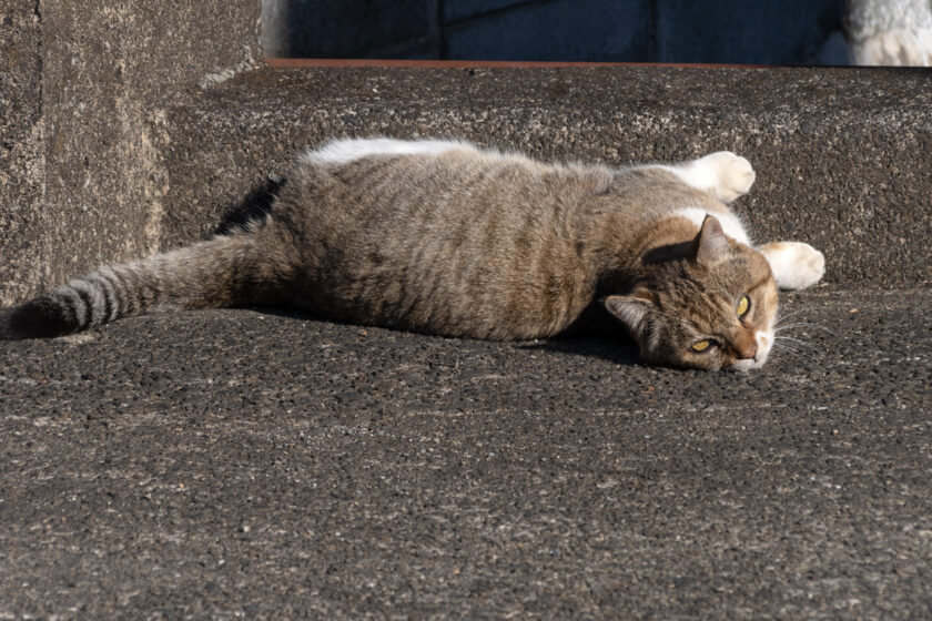 日野市の猫