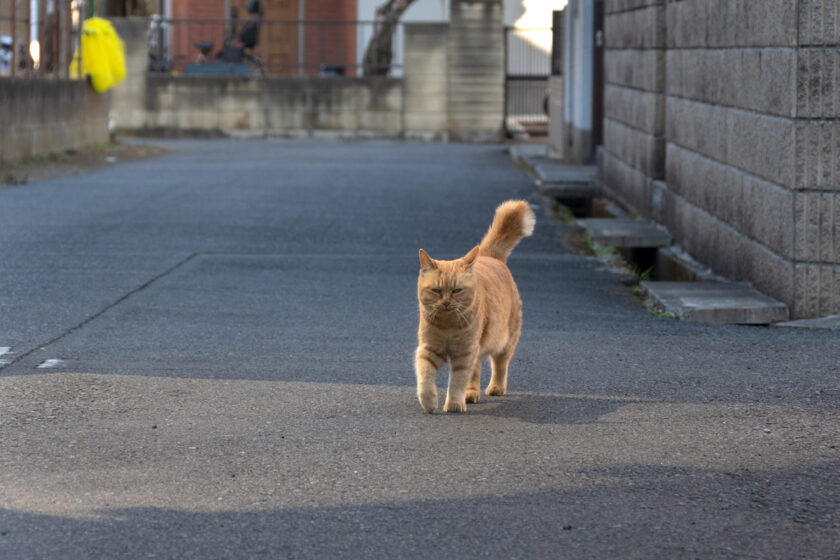 所沢市の猫