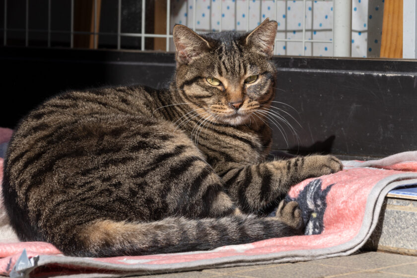 新宿区の猫