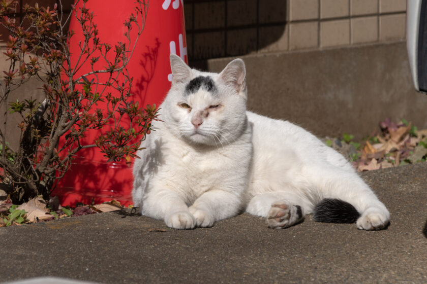 新宿区の猫