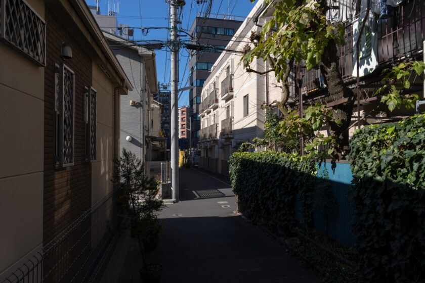 新宿区の猫