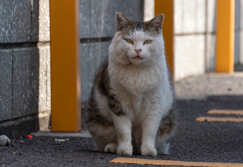 稲城市の猫