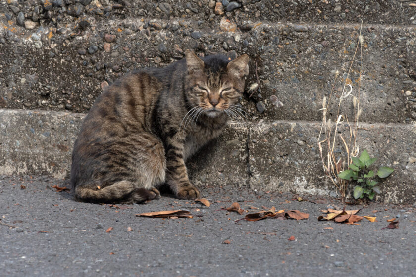 江東区の猫