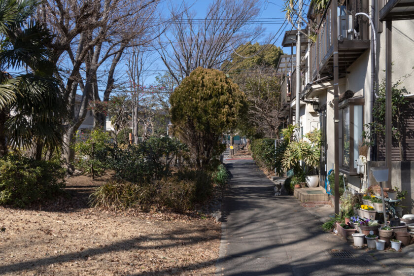 府中市の猫