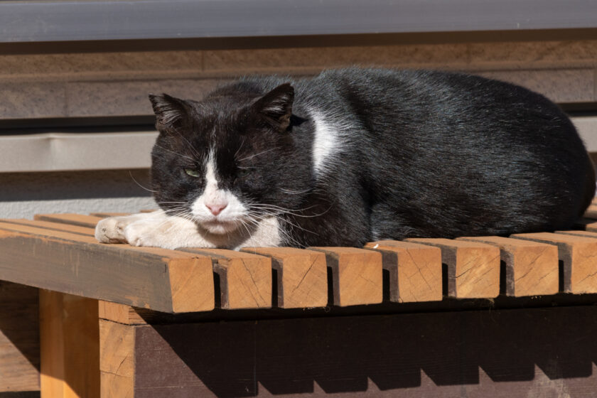 昭島市の猫