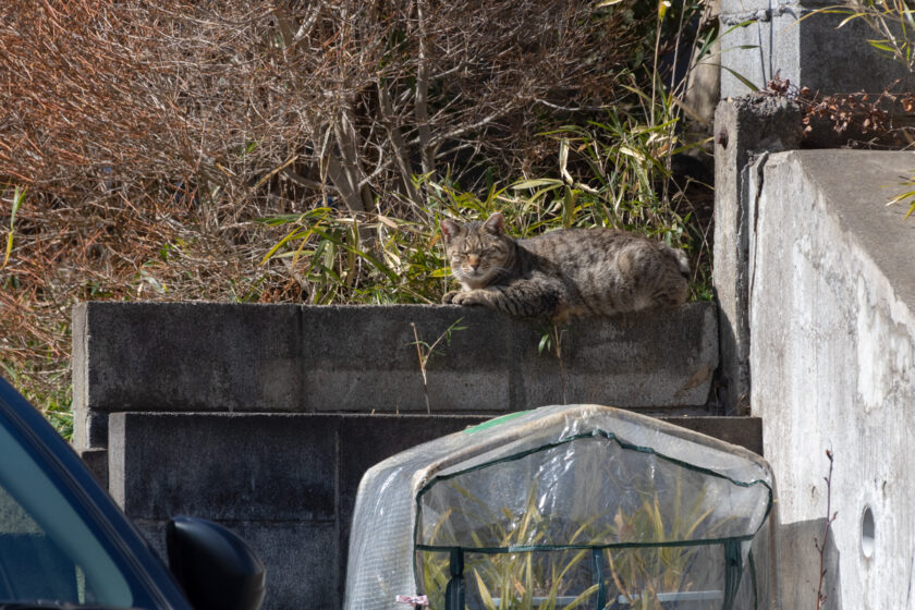 府中市の猫