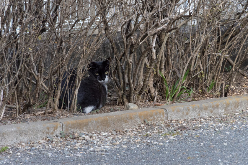 府中市の猫