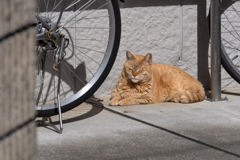 府中市の猫