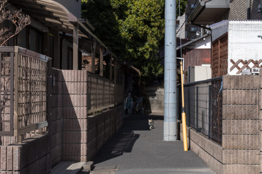 府中市の猫