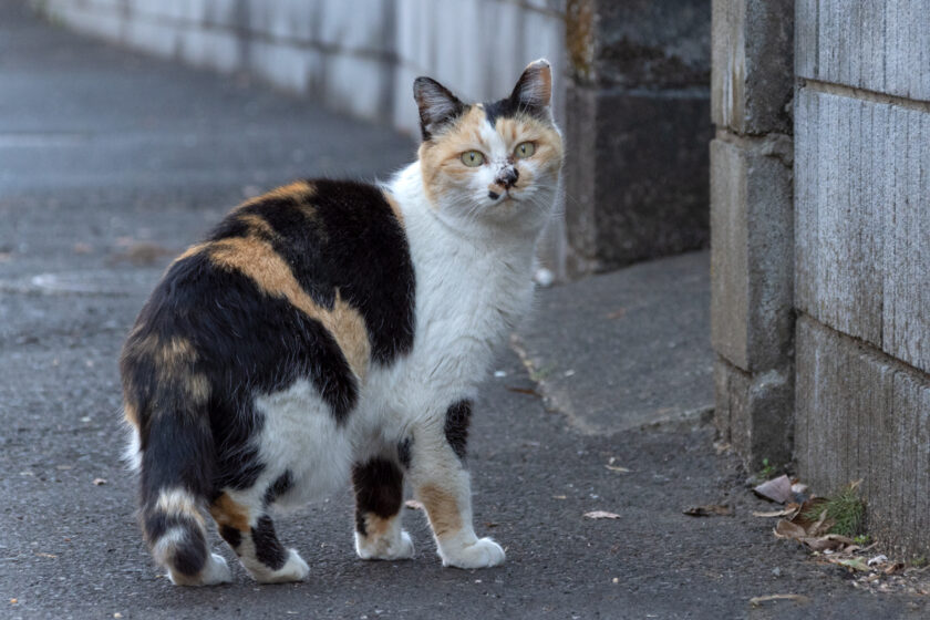 府中市の猫