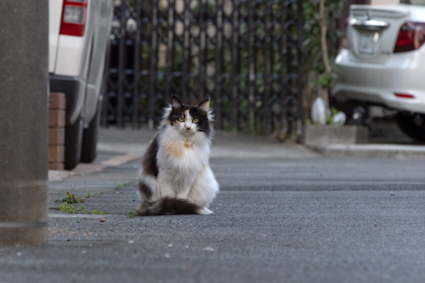 府中市の猫