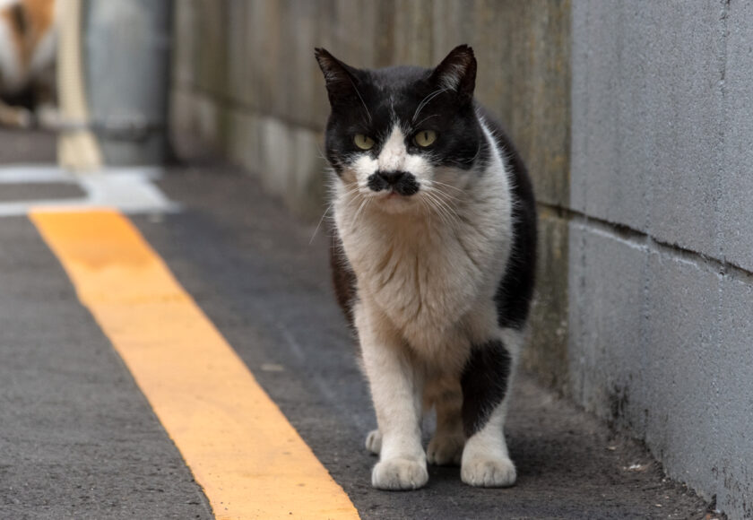 八王子市の猫