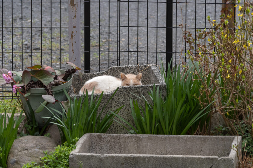 八王子市の猫