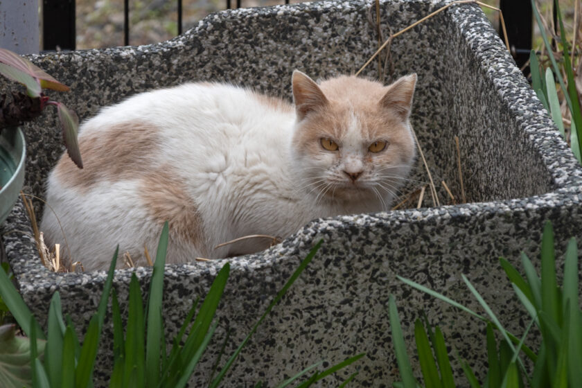 八王子市の猫