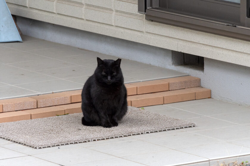 日野市の猫