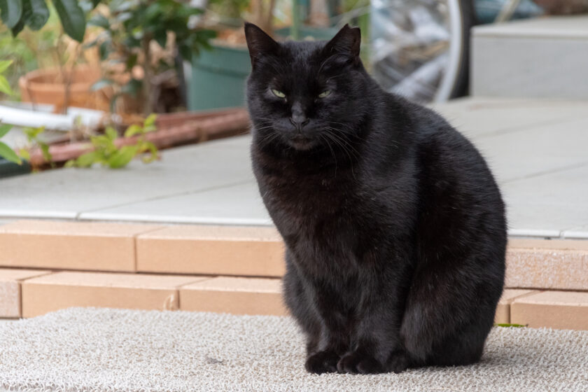 日野市の猫