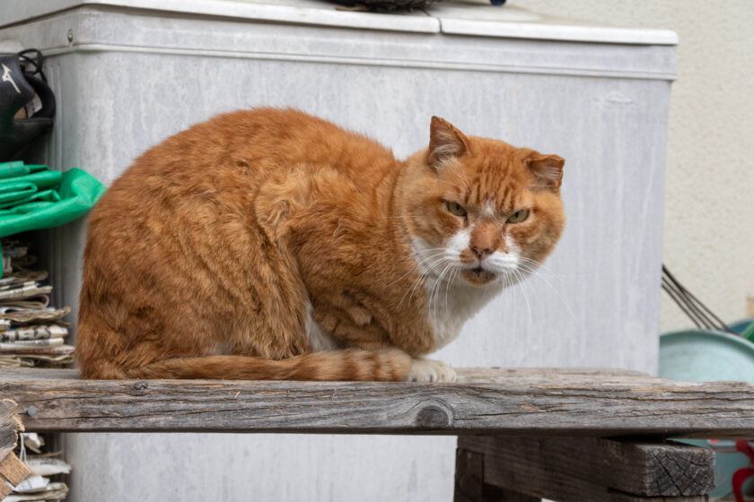 府中市の猫